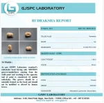 16 Mukhi lab Certificate