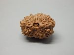 16 Mukhi lab Rudraksha