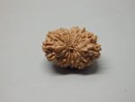 16 Mukhi lab Rudraksha