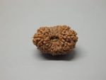 16 Mukhi lab Rudraksha