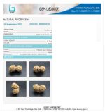 17 Mukhi Certificate