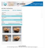 17 Mukhi Gaurishankar Rudraksha