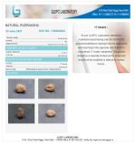 17 Mukhi Certificate