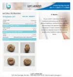 17 Mukhi Certificate