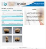 17 Mukhi Certificate