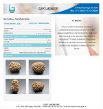 17 Mukhi Certificate