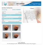 17 Mukhi Certificate