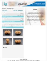 17 Mukhi Certificate