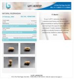 17 Mukhi Certufucate