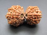 17 Mukhi Gaurishankar Rudraksha