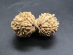 17 Mukhi Gaurishankar Rudraksha