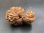 17 Mukhi Gaurishankar Rudraksha