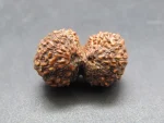 17 Mukhi Gaurishankar lab Rudraksha