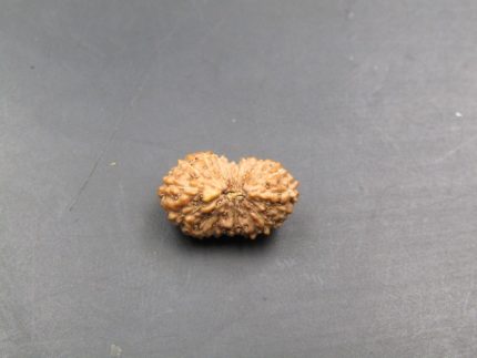 17 Mukhi Rudraksha