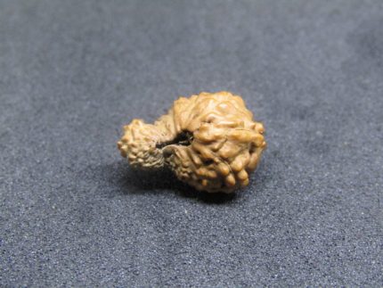 17 Mukhi Rudraksha