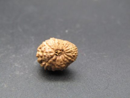 17 Mukhi Rudrakksha
