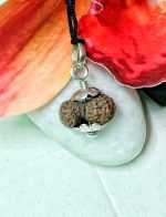 17 Mukhi Rudraksha