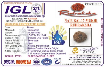 17 Mukhi Rudraksha