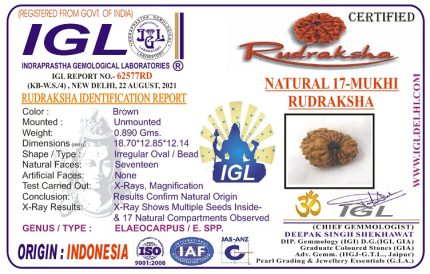 17 Mukhi Rudraksha