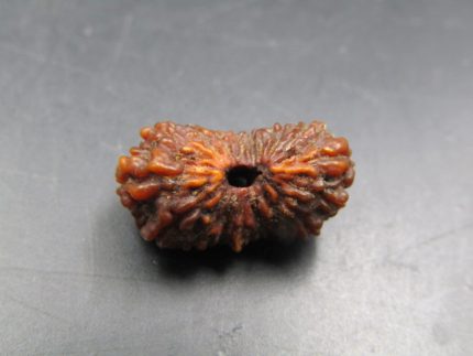 17 Mukhi Rudraksha