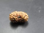 17 Mukhi Rudraksha