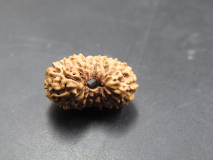 17 Mukhi Rudraksha