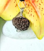 17 Mukhi Rudraksha
