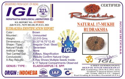 17 Mukhi Rudraksha