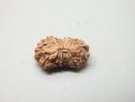 17 Mukhi Rudraksha