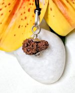 17 Mukhi Rudraksha