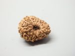 17 Mukhi Rudraksha