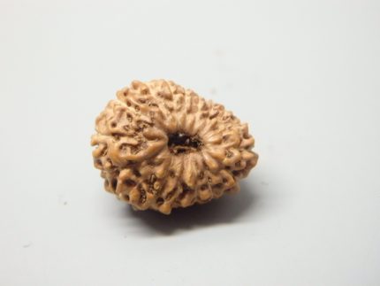 17 Mukhi Rudraksha