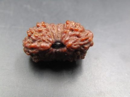 17 Mukhi Rudraksha