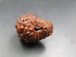 17 Mukhi Rudraksha