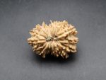17 Mukhi Rudraksha