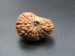 17 Mukhi Rudraksha