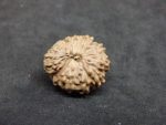 17 Mukhi Rudraksha