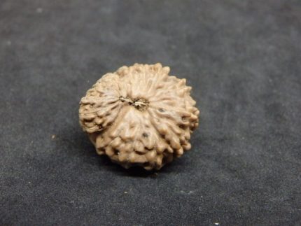 17 Mukhi Rudraksha