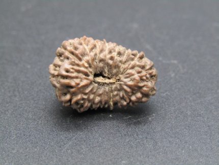 17 Mukhi Rudraksha