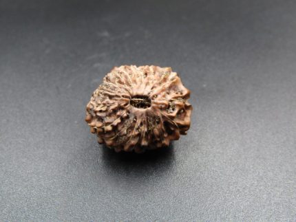 17 Mukhi Rudraksha