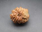 17 Mukhi Rudraksha