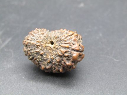 17 Mukhi Rudraksha