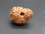 17 Mukhi Rudraksha