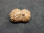 17 Mukhi Rudraksha