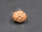 17 Mukhi Rudraksha