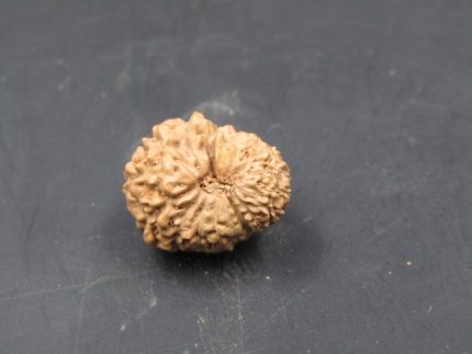 17 Mukhi Rudraksha