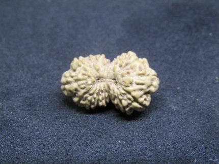 17 Mukhi Rudraksha