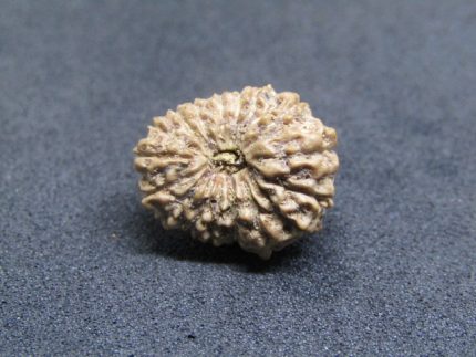 17 Mukhi Rudraksha