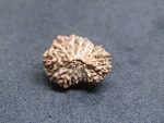 17 Mukhi Rudraksha