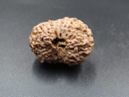17 Mukhi Rudraksha